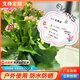 Xushansi Kindergarten Simulation Pot Brand Gardening Simulation Flower Pot Simulation Label Signage Succulent Care Brand DIY Handmade YHCD-04 10x16cm