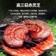 强贝冠有机破壁灵芝孢子粉[三萜16%] 有机蓝帽双认证保健探病术后滋补品 5盒加强调理套餐（5月量）店长推荐