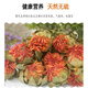 Kang Yuzun Red Flores y frutas Nuevos azafrán secos Empapado de la hierba Roja Regiones Western Western Tibet Tíbet [Flores de azafrán/250g]