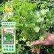 Fengming Yashi four-season coriander seeds, large and small leaf vegetable seeds, new and old varieties of coriander seeds, four-season coriander seeds 10g
