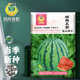 Fengming Yashi Kirin Meidu watermelon seeds with thin skin, crack-resistant and few seeds, super sweet and crispy Kirin Meidu watermelon seeds 50 capsules