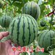 Honey small watermelon seeds 2K watermelon red soil thin-skinned seedless four-season potted balcony courtyard fruit melon seeds 2K red soil watermelon 50 capsules original quality package germination