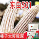 东白501南北方通种大棒白玉米种子稳产杂交春播夏播早熟粮食饲料 东白501原装1包2斤
