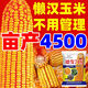 Strong man, high-yielding corn seed, national review, large stick, short stem, lodging resistance, disease resistance, drought resistance, hard grain corn from the north and south, carefully cultivated, about 4220 grains