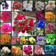 Bougainvillea seeds Bougainvillea seed larvae Bougainvillea flower seeds Bougainvillea flower seeds Potted Four Seasons Eight Mixed 100 capsules of the above varieties
