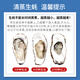 Popular Rushan oysters, fresh oysters, extra large seafood oysters, 5 Jin Jin equals 0.5 kg, whole box of fresh oysters, 5 Jin Jin equals 0.5 kg, 3XL size, 15-18 pcs, quality guaranteed