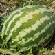 Shouhe Lazy Man Watermelon Seeds Lazy Man King Watermelon Seeds Extra Large Spring No Pruning Lazy Man Fruit Seedlings Southern Sweet Green Emperor Lazy Man King Watermelon Seeds 30 capsules 5 bags
