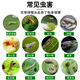 Tea dry powder insecticide, vegetable and fruit plant potted tea bran removal, snail removal, indoor nutrition, flower farming vegetable tea seed powder fertilizer, tea dry powder 5 Jin Jin is equal to 0.5 kg