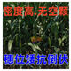
New species, double-national review, Beijing Agricultural Sciences, 728 early maturity, high temperature, dense and dense high yield, corn species, short rod, red shaft corn seeds, Beijing Agricultural Sciences, 728 corn species [4500 grains] 1 bag
