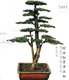 Qiliuwan high-end podocarpus bonsai pearl red buds sparrow tongue rice leaves podocarpus large potted garden in living room 1391 potted