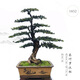 Qiliuwan high-end podocarpus bonsai pearl red buds sparrow tongue rice leaves podocarpus large potted garden in living room 1391 potted