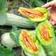 Dayu Boyang No. 9 melon seed seedlings collection, honeydew melon, eight-mile crispy melon seed old variety, grafted croissant honey melon seedlings, 10 seedlings