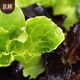 Beishu vegetable seeds and seedlings collection, lettuce, coriander, spinach, spring balcony rapeseed, 6 types of leafy vegetable seeds