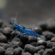 Yunfeng Hairui black shell shrimp cleaning shrimp ornamental shrimp fish tank aquarium aquatic plant tank cleaning algae removal fresh water [beautiful cleaning shrimp] blue diamond 15 pieces