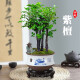
Want to open small-leaf red sandalwood bonsai plants old pile potted plants office desktop indoor flowers and green plants are good for the four seasons ornaments Small-leaf red sandalwood single pole + purple clay 1342 Know the bamboo always happy +