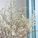 AIMAN hydroponic dry branches of snow willow spray snowflakes bloom when exposed to water. Plants and flowers with dead wood and spring dry branches and plums for indoor balcony flower arrangement. Spray snowflake branches 50-60 cm long, 20 branches. Delivery of dry branches. Hydroponic cultivation takes 10-20 days to germinate and bloom.