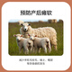 Zhengda 4% breeding ewe premix breeding ewe feed during pregnancy and lactation has more milk to prevent paralysis