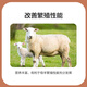 East China Zhengda 4% cow and ewe premix anti-paralysis special cow and sheep breeding feed to increase milk production Special ewe feed 10 get 1 free (11 bags issued)