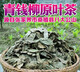 Yourrentang Green Money Willow Tea Centennial Tree Green Money Willow Health Tea Makes The Leaf Tea Gold Money Willow 170g