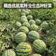 Fengming Yashi Kirin Meidu watermelon seeds with thin skin, crack-resistant and few seeds, super sweet and crispy Kirin Meidu watermelon seeds 50 capsules