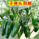 Authentic Zhangshugang pepper seedlings with soil seedlings local nearby various vegetable seedlings Hong Kong pepper devil pepper screw pepper Zhangshugang 1 tree shipped with soil