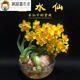 
Narcissus ball indoor balcony hydroponic tulip potted plants with four seasons flowers in winter cold-resistant plant seeds G673_J973_Hydney seed ball + fat without pot
