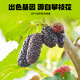 
Pure tillage mulberry juice Mulberry raw pulp gift box 2700ml Anthocyanin juice gift Gift Qilixiang raw pulp gift Mulberry drink
