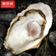 Fresh Jingcai Fresh Oysters 5XL Net weight 5Jin Jin is equal to 0.5kg 9-12 oysters, fresh to your home, fresh seafood, straight from the source
