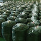 
2024 Tsinger Tea Hunan Yongzhou Dashunhuang Mountain Tsinger Tea Plant Literacy Tea is better than Qingqianliu