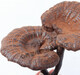 Yourentang Guangxi halbschwarzer Ganoderma lucidum 500G Guangxi 100.000 Berge beschnitten Ganoderma lucidum Red Ganoderma lucidum Gras enthält Sporenpulver g