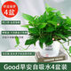 多瑙梦绿萝盆栽室内批发花卉植物除甲醛客厅新房长藤绿植绿箩水培绿植 6盆12023新款绿早安湓水 包养活赠三肥