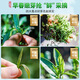 恬和茶叶 安溪铁观音 新茶特级秋茶高山兰花香乌龙茶 【特级安溪铁观音罐装125g】