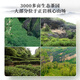 Xigua Oolong Tea Rock Tea King Wuyi Rock Tea Dahongpao Special 96g Medium-fire Small Can Gift Box Pack