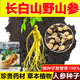 Changbai Mountain ginseng seeds, wild ginseng seeds, easy to grow Chinese medicinal materials in all seasons, easy to live indoor flower pots, ginseng seeds shipped without buds, big sale, 2 bags selected, about 104 capsules