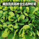 Fengming Yashi Miao vegetable seeds 10g four-season vegetable seeds balcony potted field planting farm seeds