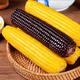 KEEP W-VILLAGE GO selects Northeastern corn, fresh, sweet and waxy vacuum-packed corn 10 sticks, healthy whole grain corn sticks, 5 black and 5 yellow, 10 sticks (single stick is more than 200g)