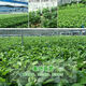 多瑙梦绿萝盆栽室内批发花卉植物除甲醛客厅新房长藤绿植绿箩水培绿植 6盆12023新款绿早安湓水 包养活赠三肥