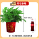 Shuangmeng Green Radish Potted Plants Formaldehyde Removal Flowers and Green Plants Office New House Air Purification 180 Styles Fu Character 4 Pots Straight from the Source