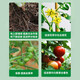 3% Sodium Nitrate and Sodium Nitrate, Fresh Fat, Vegetable Tomato Root Promoting Plant Growth Regulator Pesticide 500g*5 Bottles