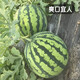 Fengming Yashi Kirin Meidu watermelon seeds with thin skin, crack-resistant and few seeds, super sweet and crispy Kirin Meidu watermelon seeds 50 capsules