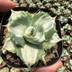 Yingyu Huayuan Princesa Thor mancha blanca Pequeña planta en maceta de suculentas familiares de agave, las flores mutantes y las plantas son fáciles de cultivar, la princesa de la palma de flores verdes 7-8 cm
