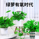 Shuangmeng Green Radish Potted Plants Formaldehyde Removal Flowers and Green Plants Office New House Air Purification 180 Styles Fu Character 4 Pots Straight from the Source
