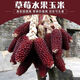 Strawberry Fruit Sweet Corn Seeds Can Be Eaten Raw Ornamental Mini Collection Four Seasons Wenwan Pineapple Corn. Purple Red Strawberry Corn Seeds Original Two Packs ++ Product