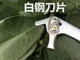 RSRDDY fruit tree girdling honey pomelo tree girdling scissors girdling device lychee tree citrus peeling knife jujube tree nail opening tool 101 knife with 1 mm blade