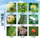 果园消杀灵果树清园剂清满园专用菌立清桃树李树柑橘树杀菌杀虫剂 买三送二 【清园清棚】