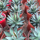 
Agave Taki Lei Succulent potted plants indoor and outdoor office garden flowers landscape green plants sandy plants Taki Lei Lei Agave 10-12