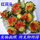 文枝西藏藏红花红花果泡水红花茶红花头茶整朵500克(一斤) 西藏红花果500克特价