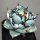 Hanchangwu Frische Märchenpflanzen, Blue Whale Agave One Shot, Premium kleine und mittlere Agave Sukkulente Pflanzen 9108 Größe Vergleich von 10 cm