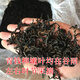 Qingqianliu Wholesale Water Repairing Gold Money Liu Zhangjiajie Qingqianliu Hunan Chengbu Tea 156g of tender leaves Spring picking two cans