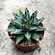 Serie de nieve familiar de Agave, brocado de corona auspicioso cinco colores y otras plantas suculentas Garden Plants Maikele Long lei 10cm